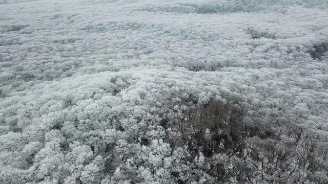 冬季:韩国济州岛，Hallasan山/ Seogwipo-si的Goji(1100高地)视频素材