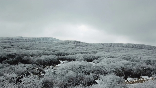 冬季:韩国济州岛，Hallasan山/ Seogwipo-si的Goji(1100高地)视频素材