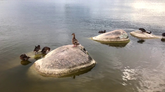 夏天，湖边的鸭子会清理羽毛，洗澡视频素材