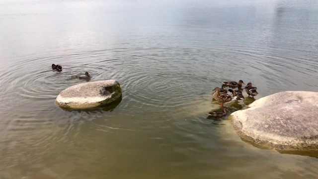 夏天，湖边的鸭子会清理羽毛，洗澡视频素材