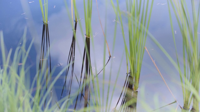 松针漂浮在湖面的芦苇之间视频素材