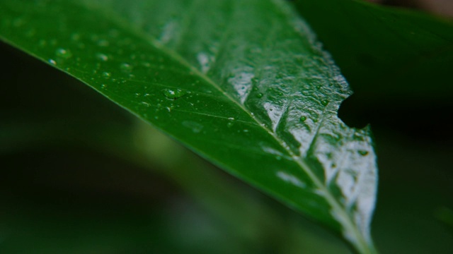 微距拍摄的绿叶与露珠水的水滴。秋的概念，森林，树木，森林，雨水，清新视频素材