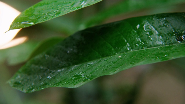 绿叶上的水滴特写大自然视频素材