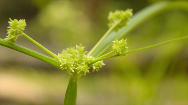 小草的花籽在阳光下随风飞舞。视频素材