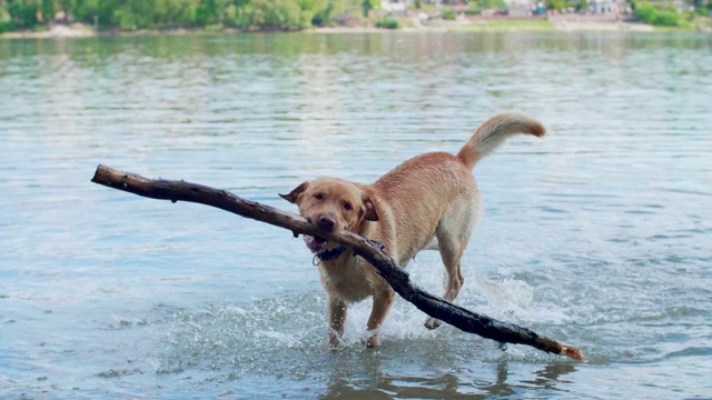 金色的拉布拉多犬在多瑙河中叼着大棍子。视频素材