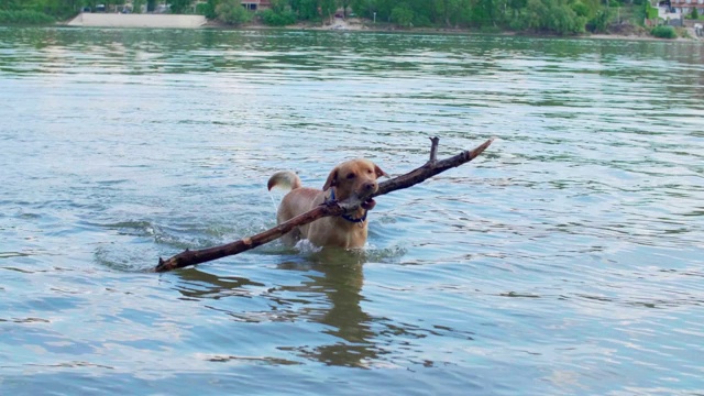 金色的拉布拉多犬在多瑙河中叼着大棍子。视频素材