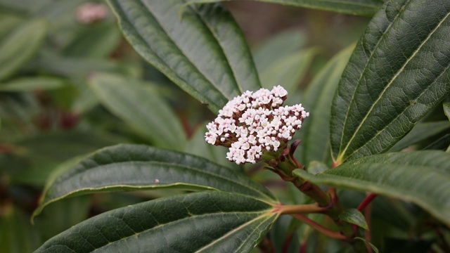 白玉荚花与鸟歌视频素材