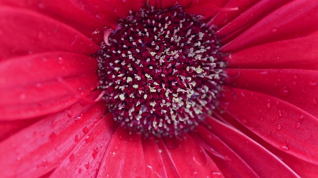 红色非洲菊雏菊花，特写视频素材