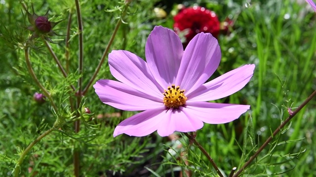 粉红色的花园宇宙花在微风中轻轻摇曳视频素材