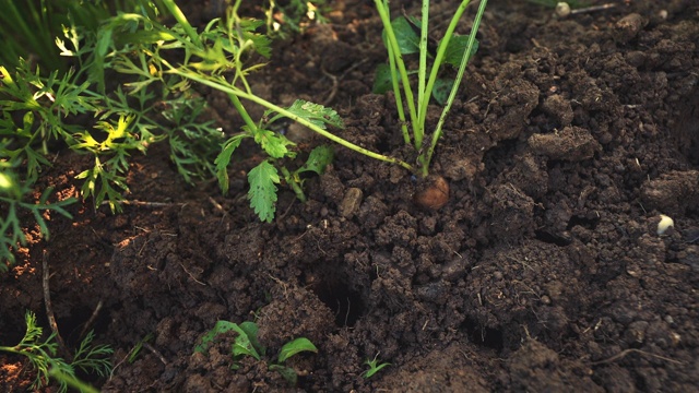 田间小植物特写视频素材