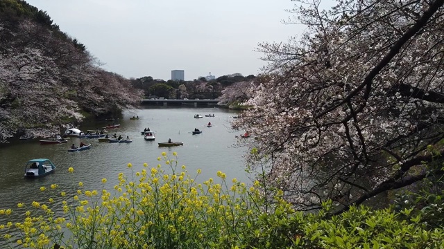 游客和当地人正在东京千鸟渊运河观赏樱花。视频素材