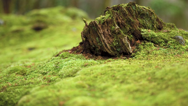 苔藓林选择性聚焦成像视频素材