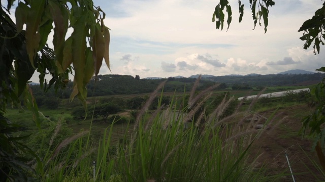 深红色的喷泉草映衬着多云的天空背景。视频素材