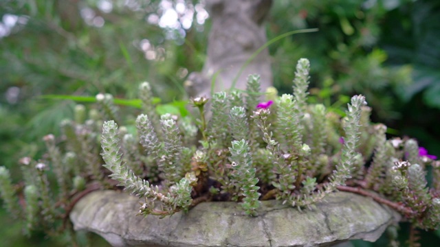 在园林石膏植物中种植装饰植物。视频素材