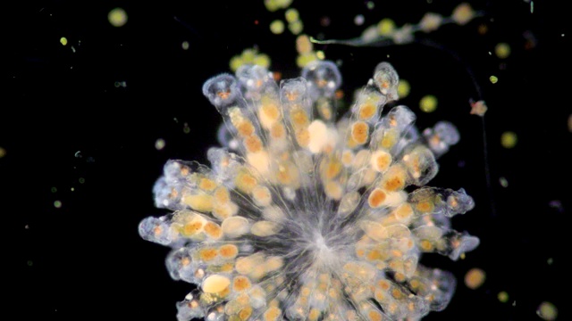 轮虫通常被称为轮虫或轮虫微生物，在显微镜下构成了一个假腔动物门(轮虫纲)。视频素材