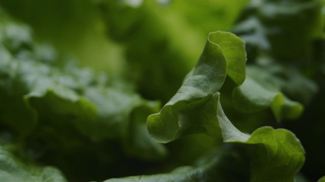 新鲜生菜极端特写视频素材