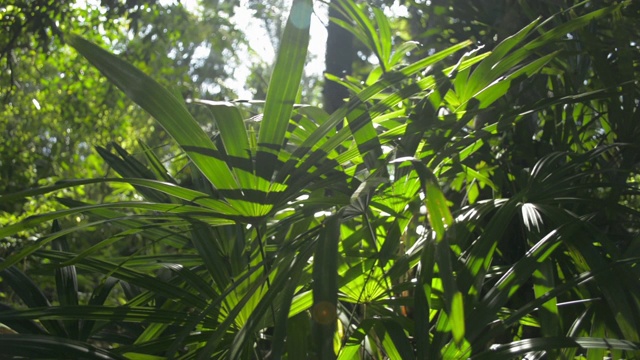 夏天，阳光透过植物园的绿色植物。视频素材