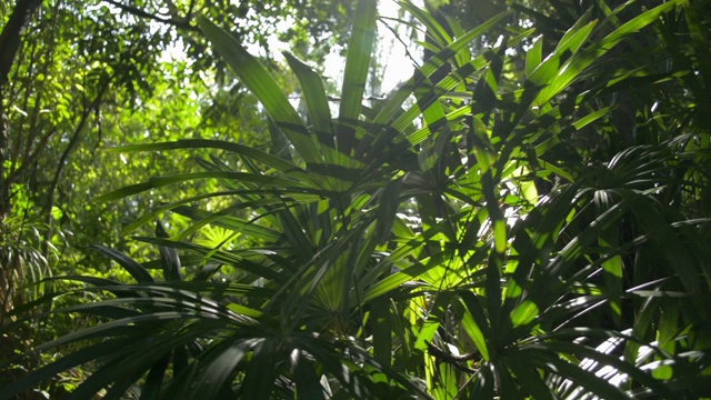 茂密的枝叶树在阳光下的热带森林。夏天阳光透过绿色的植物。视频素材