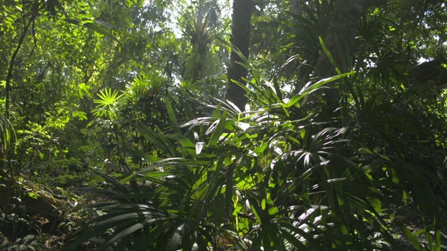 茂密的枝叶树在阳光下的热带森林。夏天阳光透过绿色的植物。视频素材