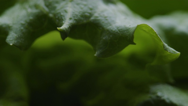 新鲜生菜极端特写视频素材