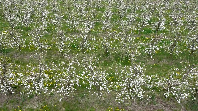 苹果农场视频素材