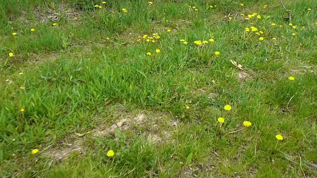 苹果农场视频素材