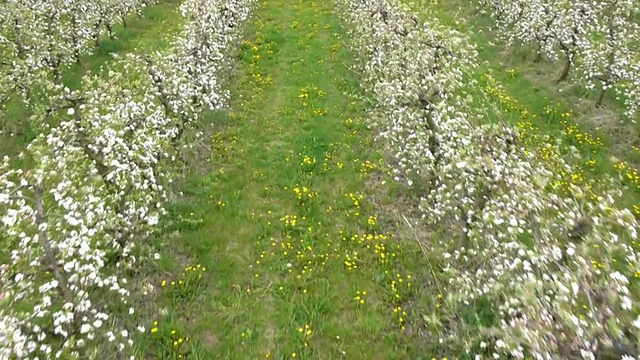 苹果农场视频素材