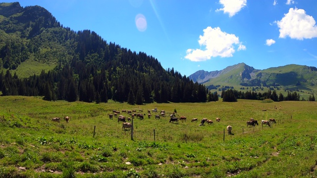 穿越草地和牧场的徒步旅行路线，在瑞士阿尔卑斯山附近的Les Mosses村庄视频素材