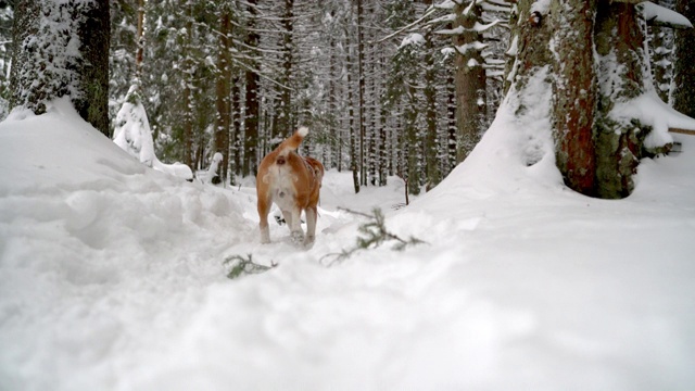 4K特写镜头的小猎犬狗离开相机在雪地上视频素材