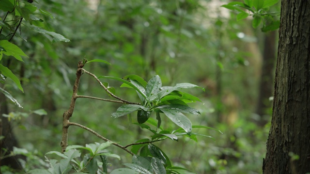 新鲜的绿叶随着风慢慢吹过，在热带雨林中放松雨后，自然的概念视频素材