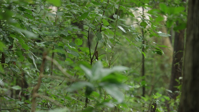 新鲜的绿叶随着风慢慢吹过，在热带雨林中放松雨后，自然的概念视频素材