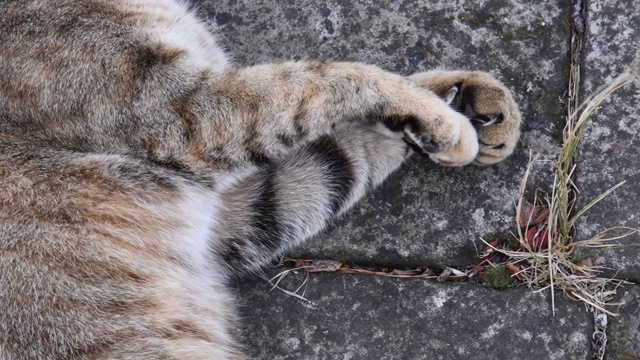 灰色棕色虎斑猫爪子与黑色数字垫和爪子视频素材