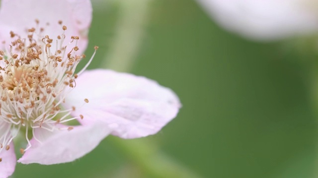 一只工蜂在自然界中飞来飞去，从黑莓花中采集花粉视频素材