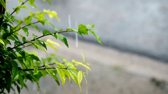 慢动作雨和树叶水滴从天空下雨的眼睛，四季自然干净的水滴视频素材