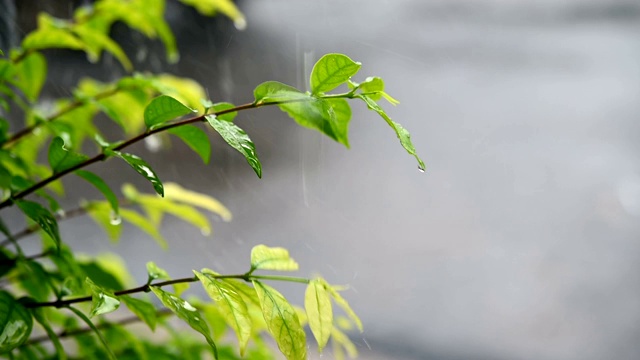 慢动作雨和树叶水滴从天空下雨的眼睛，四季自然干净的水滴视频素材