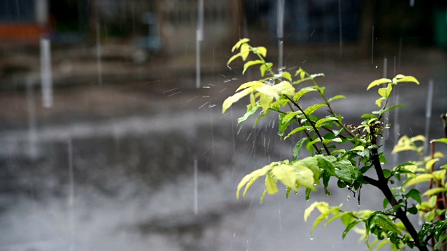 慢动作雨和树叶水滴从天空下雨的眼睛，四季自然干净的水滴视频素材