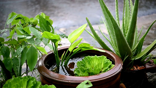 慢动作雨和树叶水滴从天空下雨的眼睛，四季自然干净的水滴视频素材