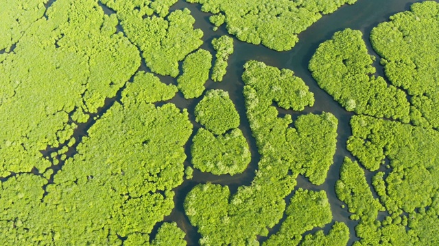 红树林和河流鸟瞰图视频素材