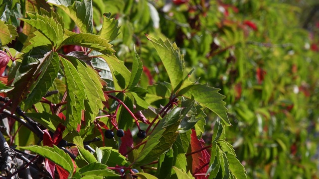 野生葡萄攀缘植物叫爬山虎，特写以散景为背景视频素材