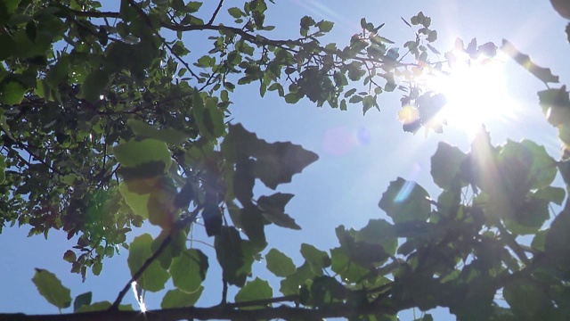 太阳从树叶后面出来视频素材