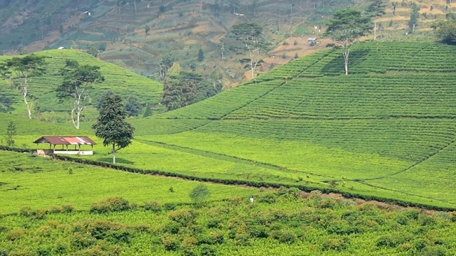 全景式美丽的红茶种植区，卡利瓜Paguyangan Brebes旅游景点视频素材