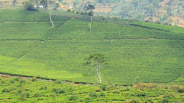 全景式美丽的红茶种植区，卡利瓜Paguyangan Brebes旅游景点视频素材