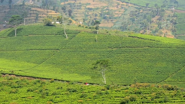 全景式美丽的红茶种植区，卡利瓜Paguyangan Brebes旅游景点视频素材