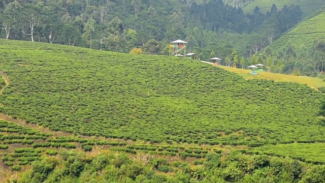 全景式美丽的红茶种植区，卡利瓜Paguyangan Brebes旅游景点视频素材