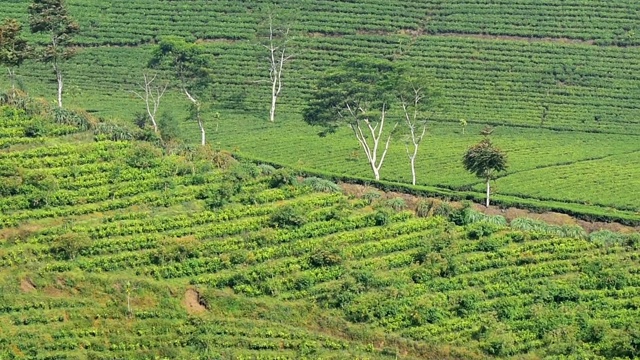 全景式美丽的红茶种植区，卡利瓜Paguyangan Brebes旅游景点视频素材