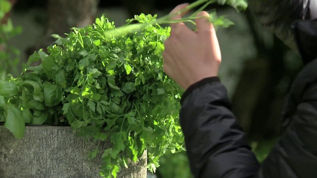 采摘草药视频素材