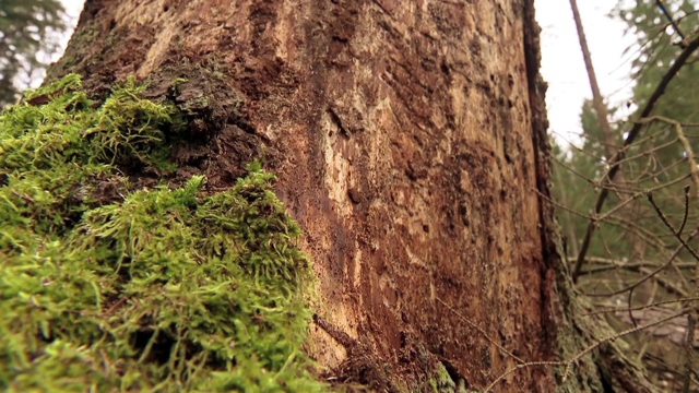 苔藓在树视频素材