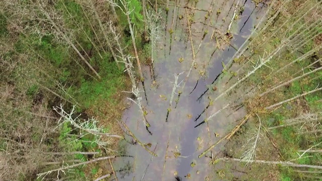 比亚沃维耶扎森林湿地视频素材