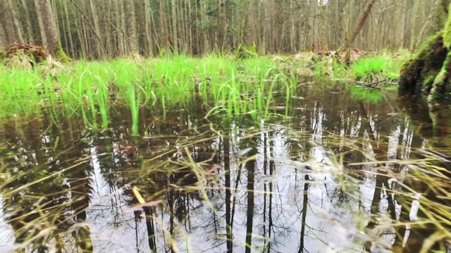 比亚沃维耶扎森林湿地视频素材