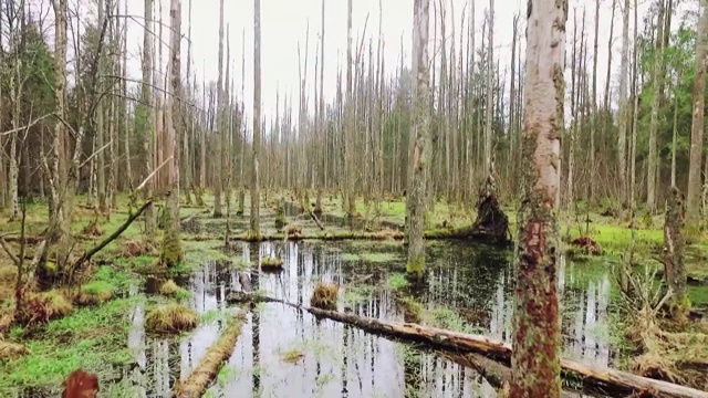 比亚沃维耶扎森林湿地视频素材